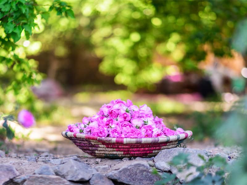 تصویر 2 از خرید و فروش گلاب صادراتی با شرایط فوق العاده